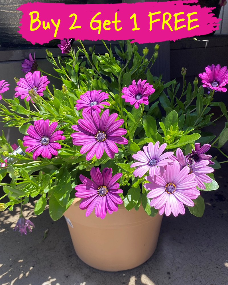 Trixi Daisy Falls 10" Patio Pot