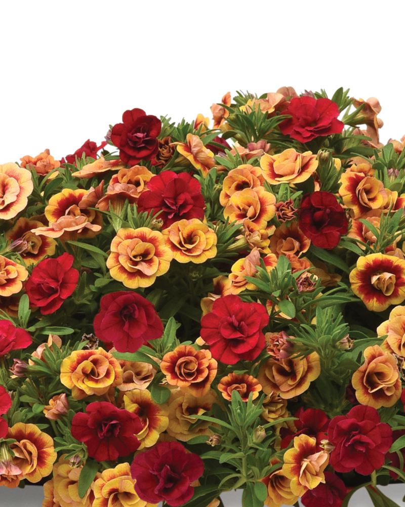 Trixiliner Double the Heat Hanging Basket 10"
