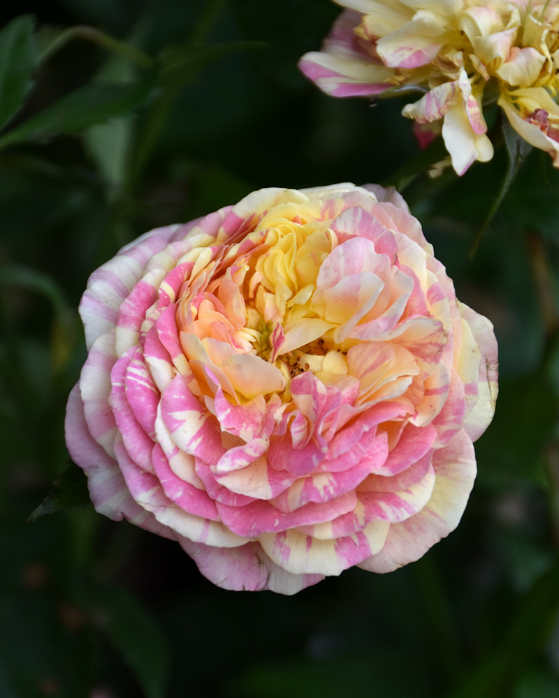Pop Art Rose #3<br><i>Rosa 'Pop Art'</br></i>