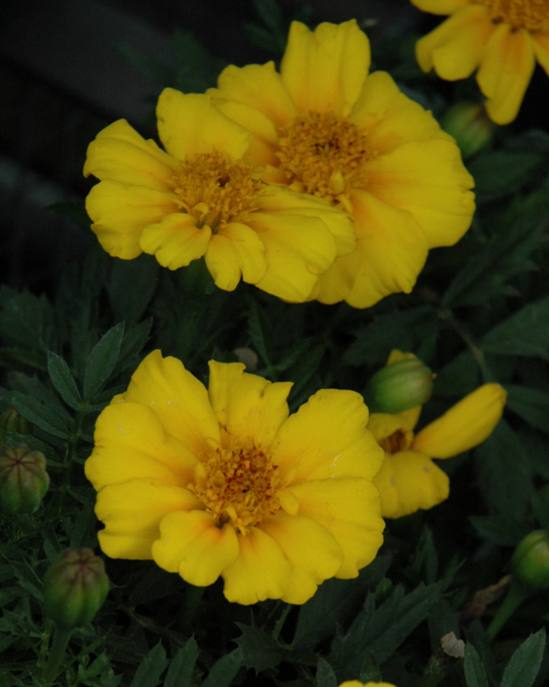 Marigold Disco Yellow 4"