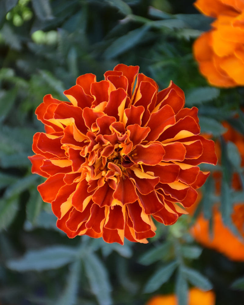 Marigold Durango Red 4"