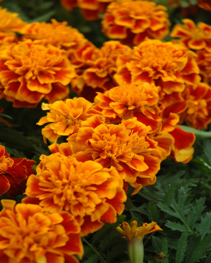 Marigold Standard 4"