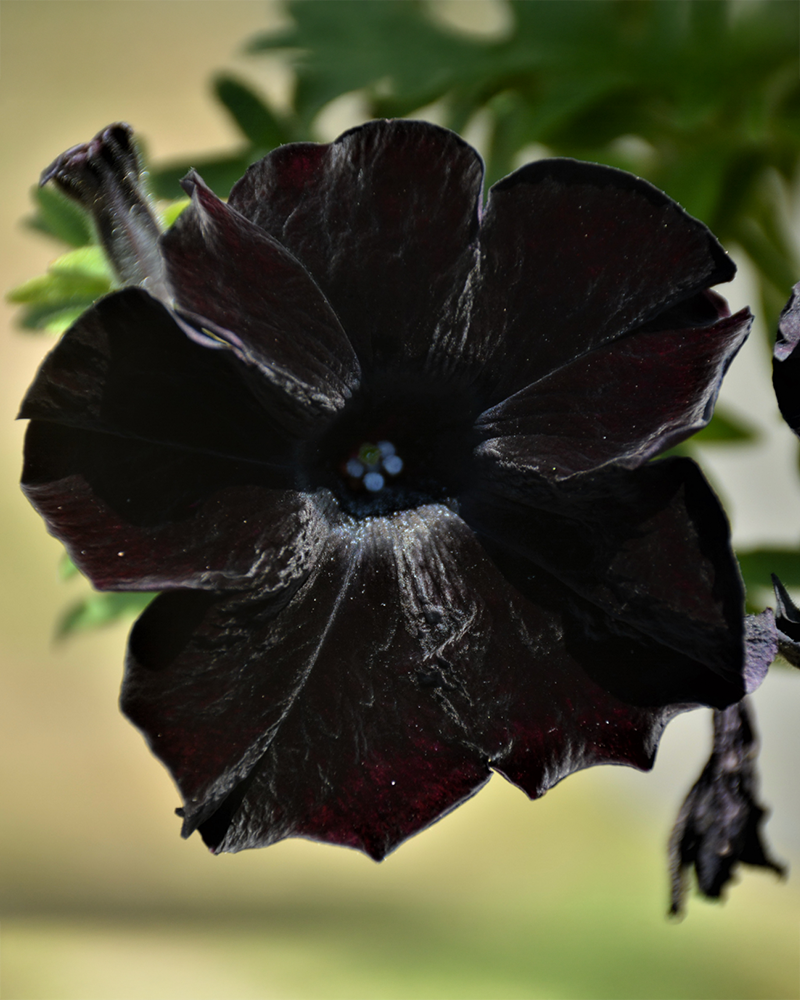 Petunia Black Mamba 4"