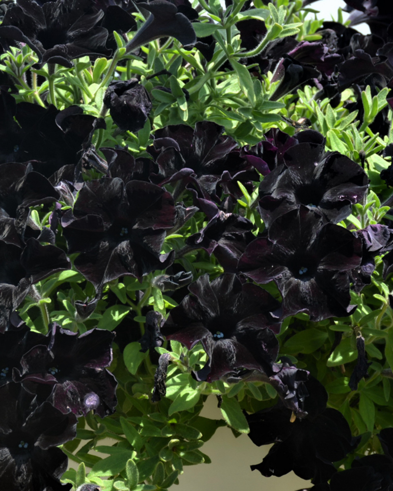 Petunia Black Mamba 4\"