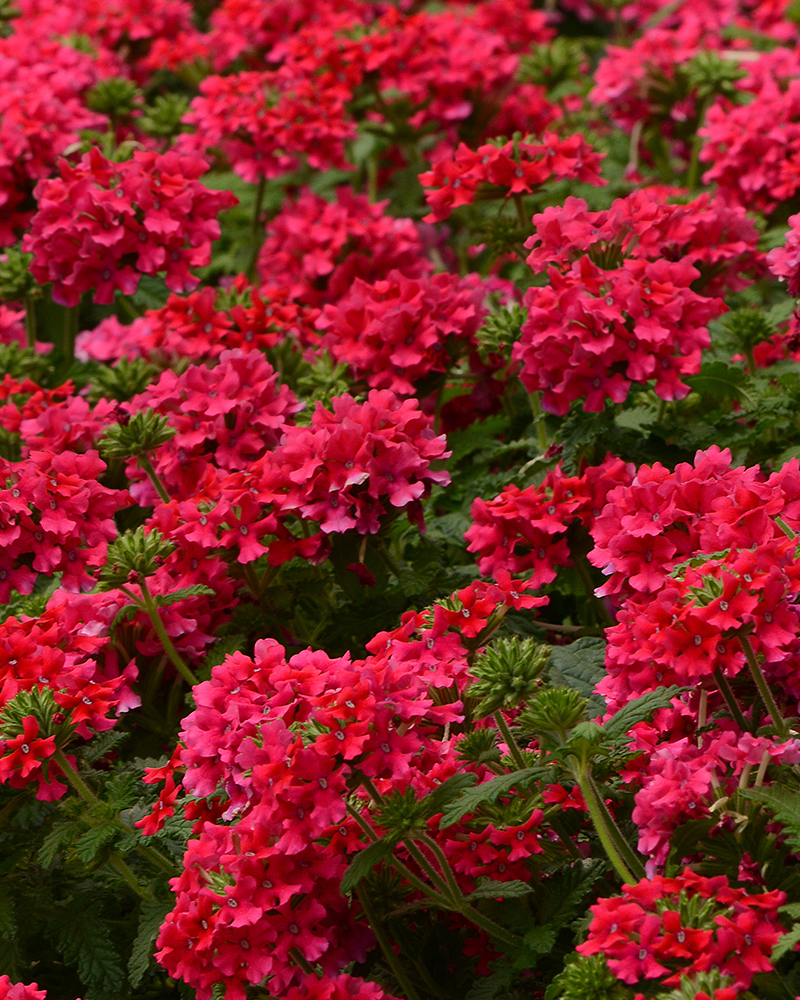 Verbena EnduraScape Hot Pink 4"