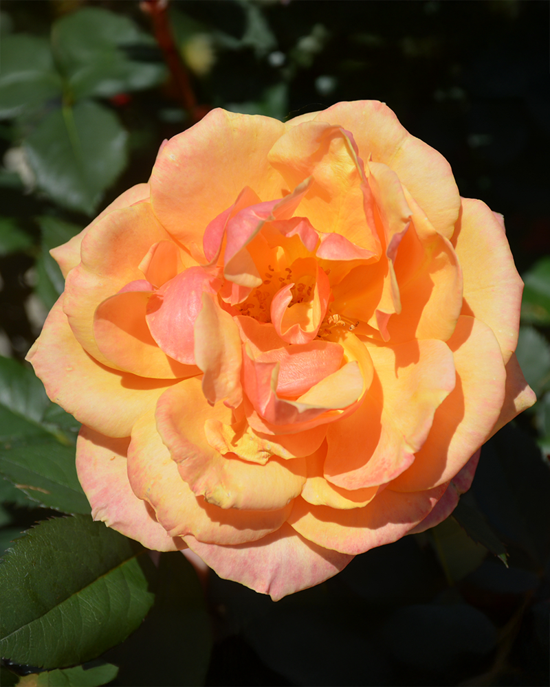About Face Rose #3<br><i>Rosa 'About Face'</br></i>