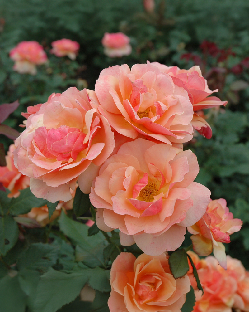 About Face Rose #3<br><i>Rosa \'About Face\'</br></i>