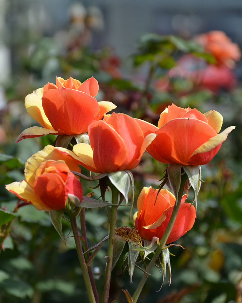 About Face Rose #3<br><i>Rosa \'About Face\'</br></i>