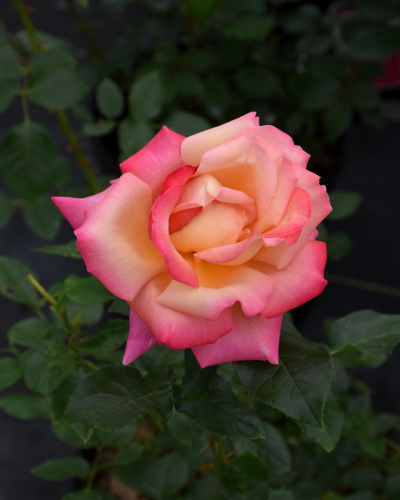 Chicago Peace Rose #3<br><i>Rosa 'Chicago Peace'</br></i>