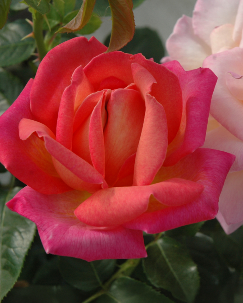 Chicago Peace Rose #3<br><i>Rosa \'Chicago Peace\'</br></i>