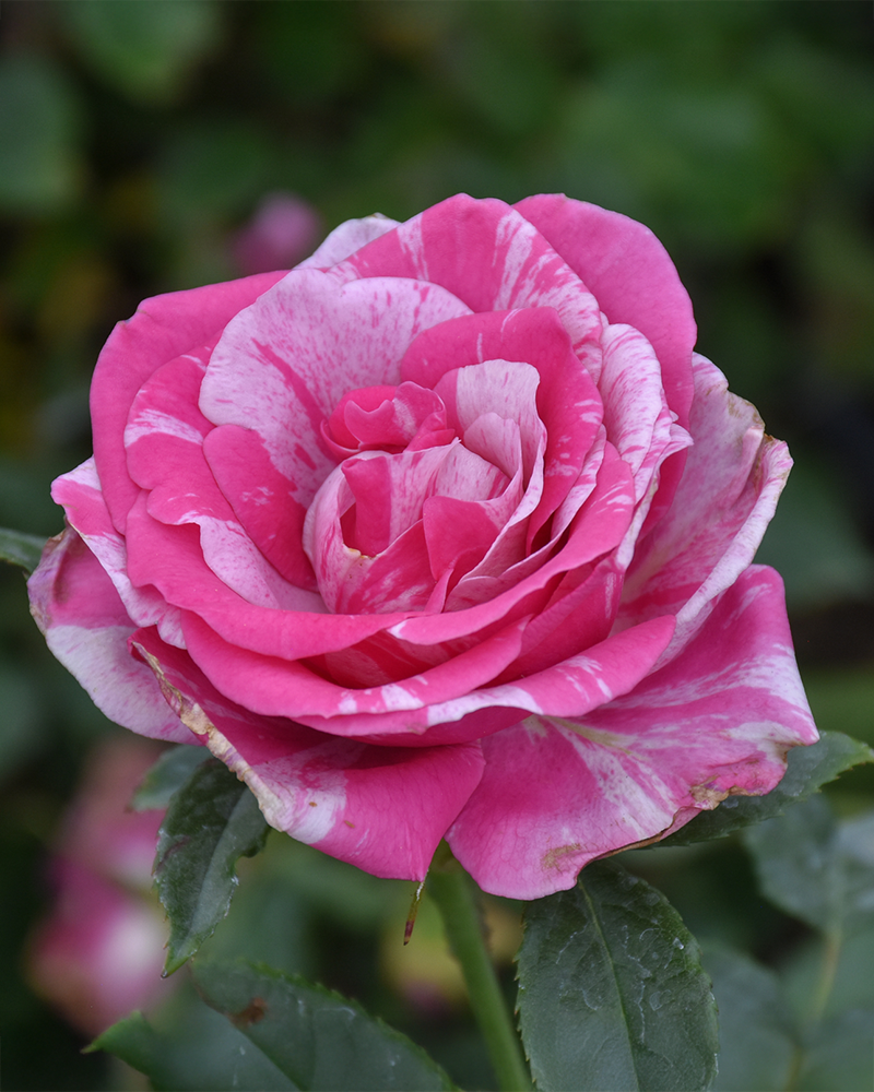 Parade Day Rose #3<br><i>Rosa 'WEKmeroro'</br></i>