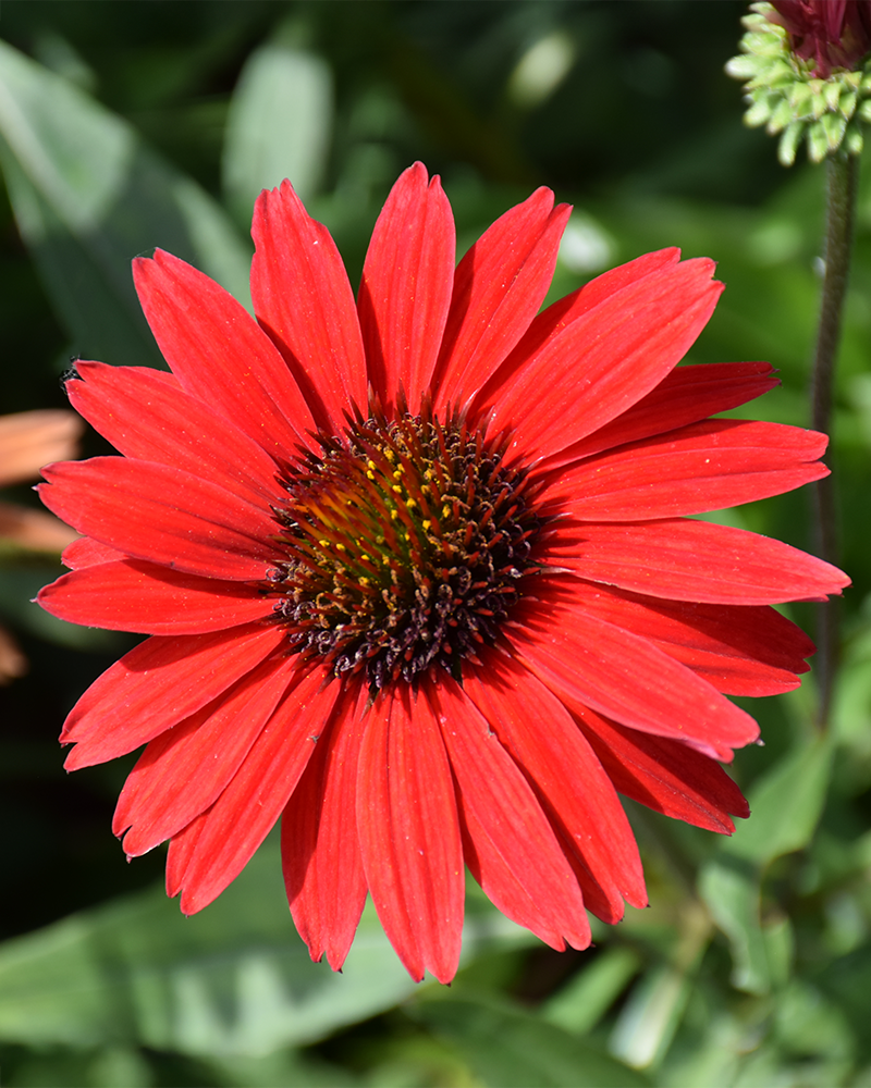 Kismet® Red Coneflower #1<br><i>Echinacea 'TNECHKRD'</br></i>