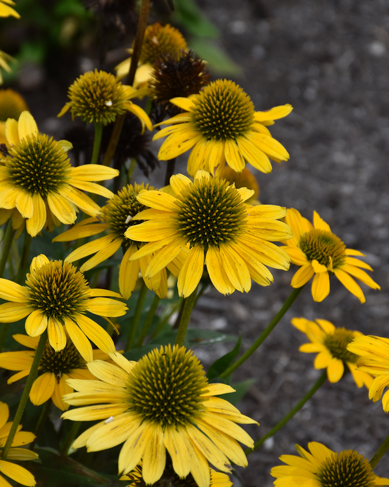 Kismet® Yellow Coneflower #1<br><i>Echinacea 'TNECHKY'</br></i>