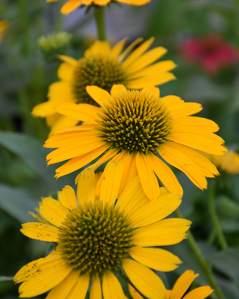 Kismet® Yellow Coneflower #1<br><i>Echinacea \'TNECHKY\'</br></i>