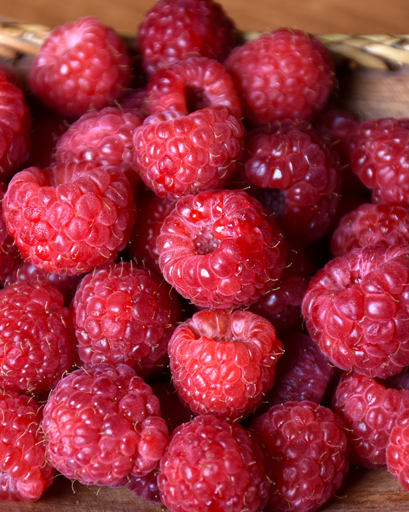 Heritage Raspberry #5<br><i>Rubus 'Heritage'</br></i>