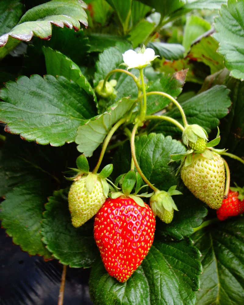 Strawberry Berries Hill #1