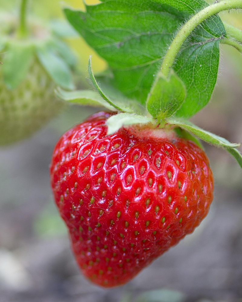 Strawberry Fresca 4"