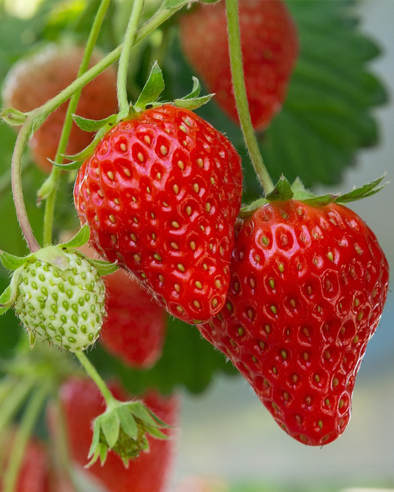 Strawberry Summer Breeze 4"