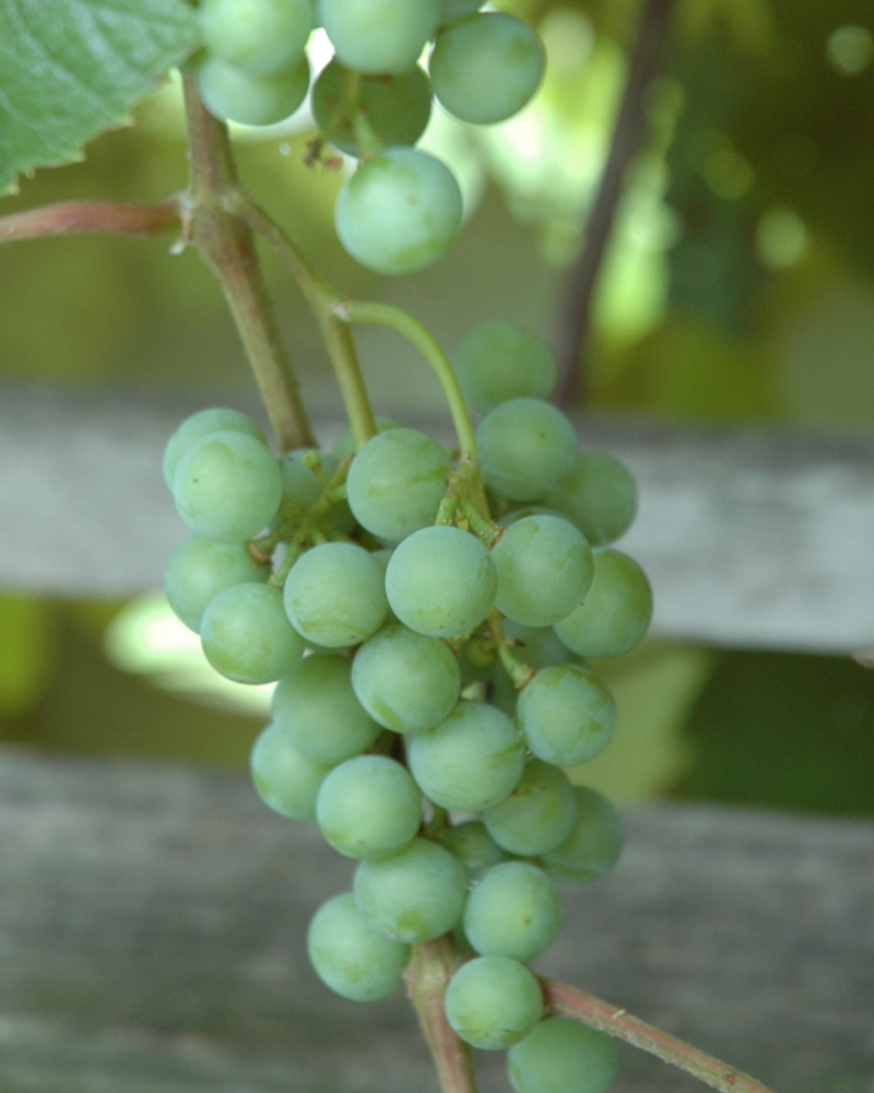 Edelweiss Grape #2<br><i>Vitis 'Edelweiss'</br></i>