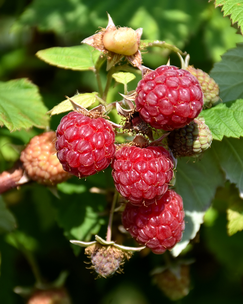Boyne Raspberry #5<br><i>Rubus 'Boyne'</br></i>