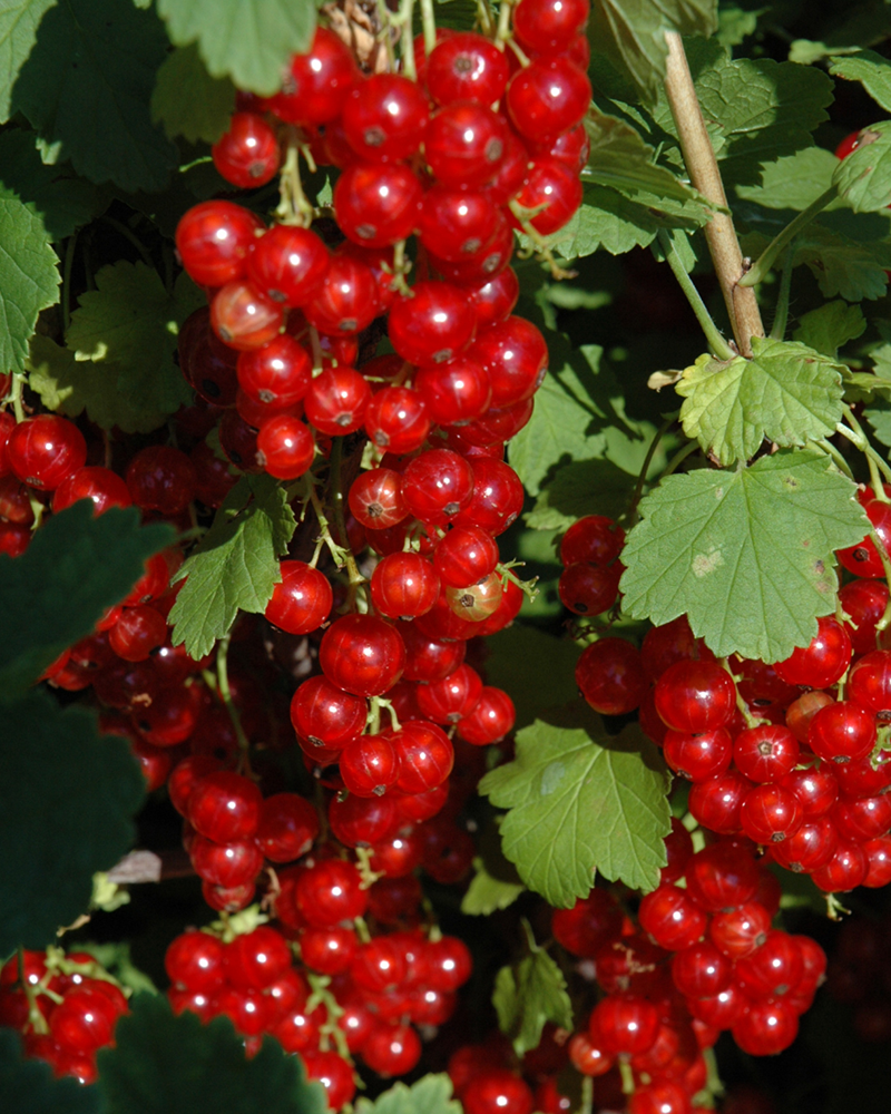 Red Lake Red Currant #3<br><i>Ribes rubrum 'Red Lake'</br></i>