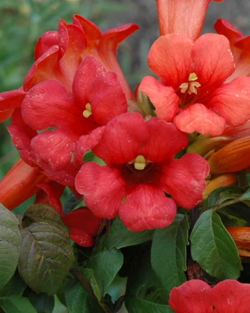 Summer Jazz Fire Trumpetvine #2<br><i>Campsis radicans 'Takarazuka Fresa'</br></i>
