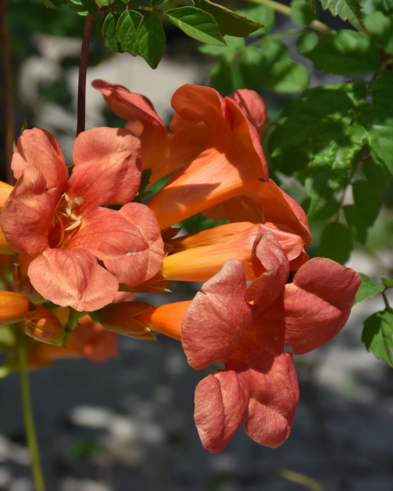 Madame Galen Trumpetvine #2<br><i>Campsis x tagliabuana 'Madame Galen'</br></i>