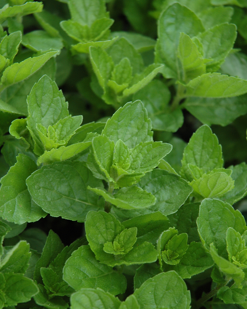 Mint Spearmint 4"