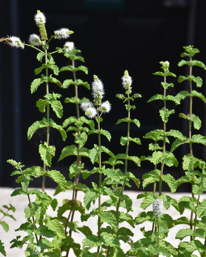 Mint Spearmint 4\"