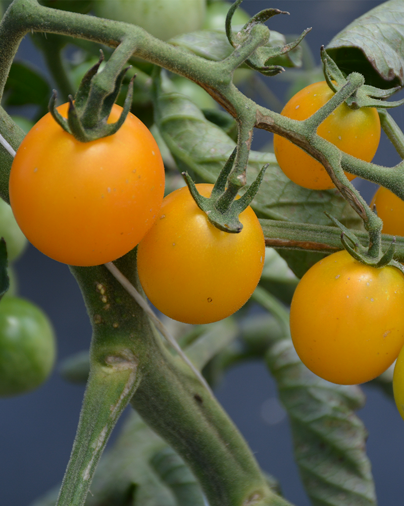 Tomato Sunsugar 4"
