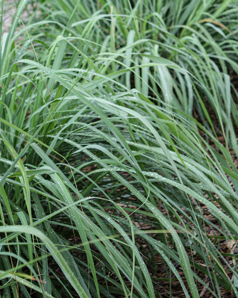 Lemon Grass 4"