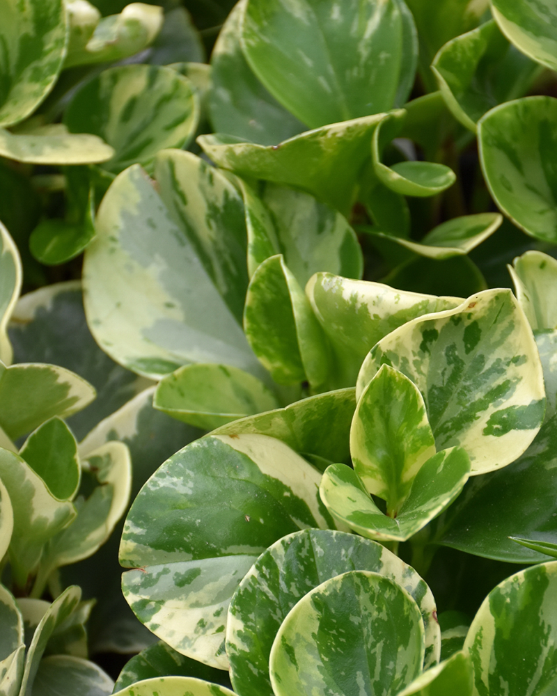 Peperomia Golden Gate 4"