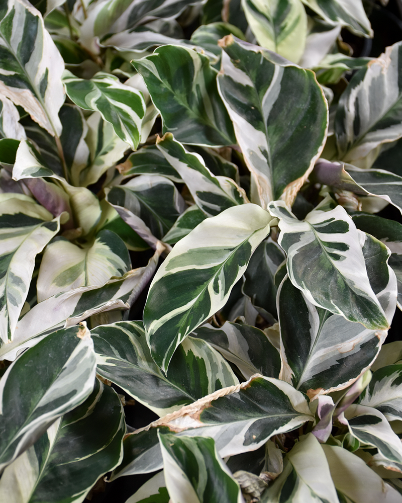 Calathea White Fusion 6"