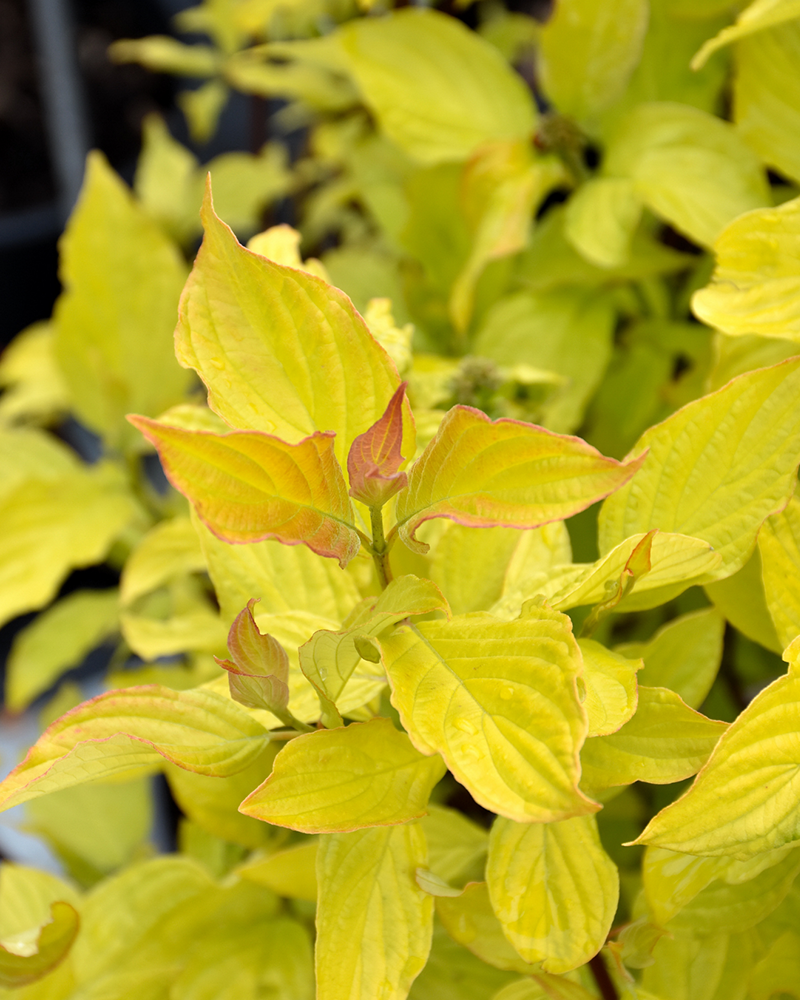 Neon Burst Dogwood #2<br><i>Cornus alba 'ByBoughen'</br></i>