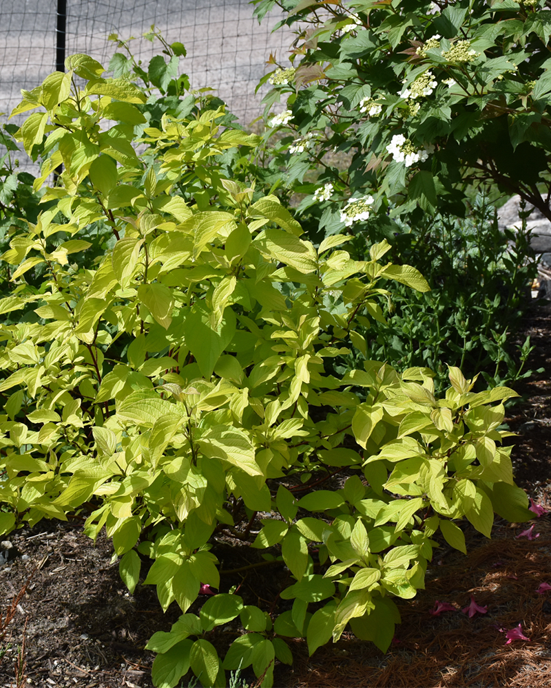 Neon Burst Dogwood #2<br><i>Cornus alba \'ByBoughen\'</br></i>