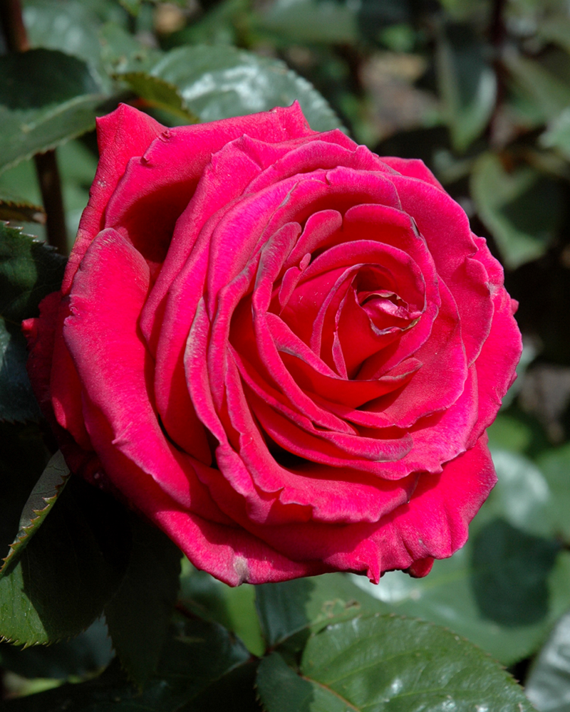 Firefighter Rose #3<br><i>Rosa 'ORAdal'</br></i>