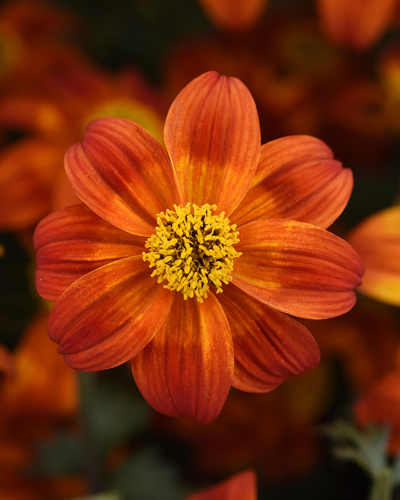 Bidens Bee Happy Red 4"