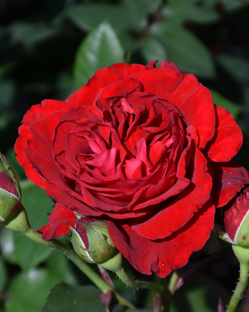  Lady In Red Rose #3<br><i>Rosa 'WEKvaldaom'</br></i>