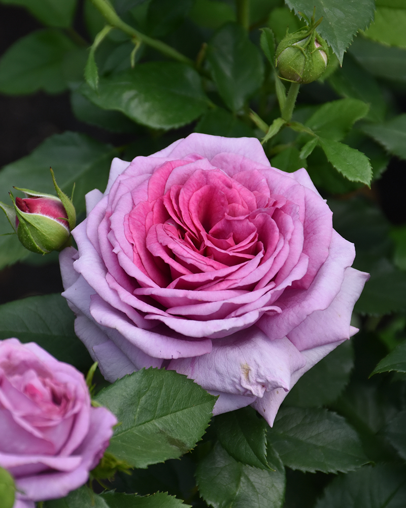 Sweet Madame Blue Rose #3<br><i>Rosa 'WEKwibscryper'</br></i>