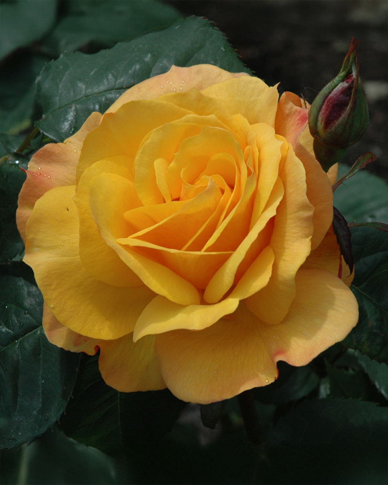 Good As Gold Rose #3<br><i>Rosa 'WEKgobafa'</br></i>