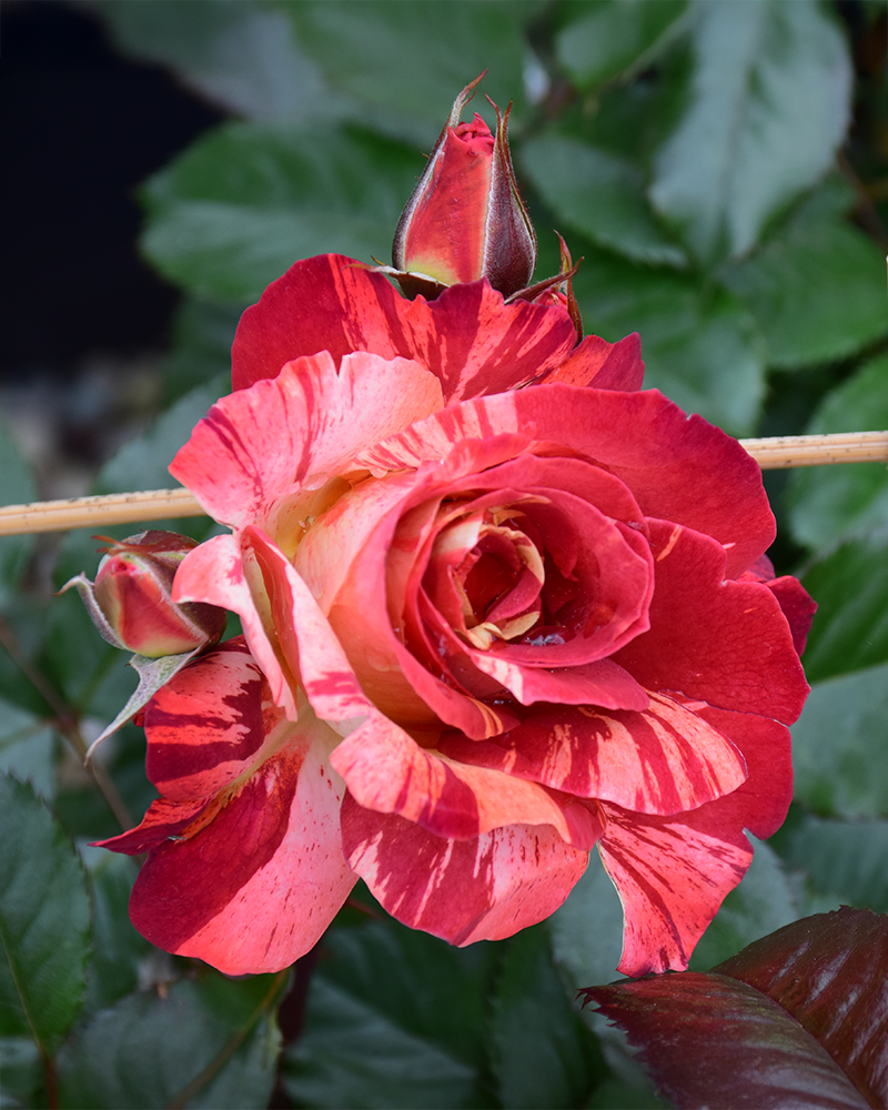 Tropical Lightning Rose #3<br><i>Rosa 'ORAlodsem'</br></i>