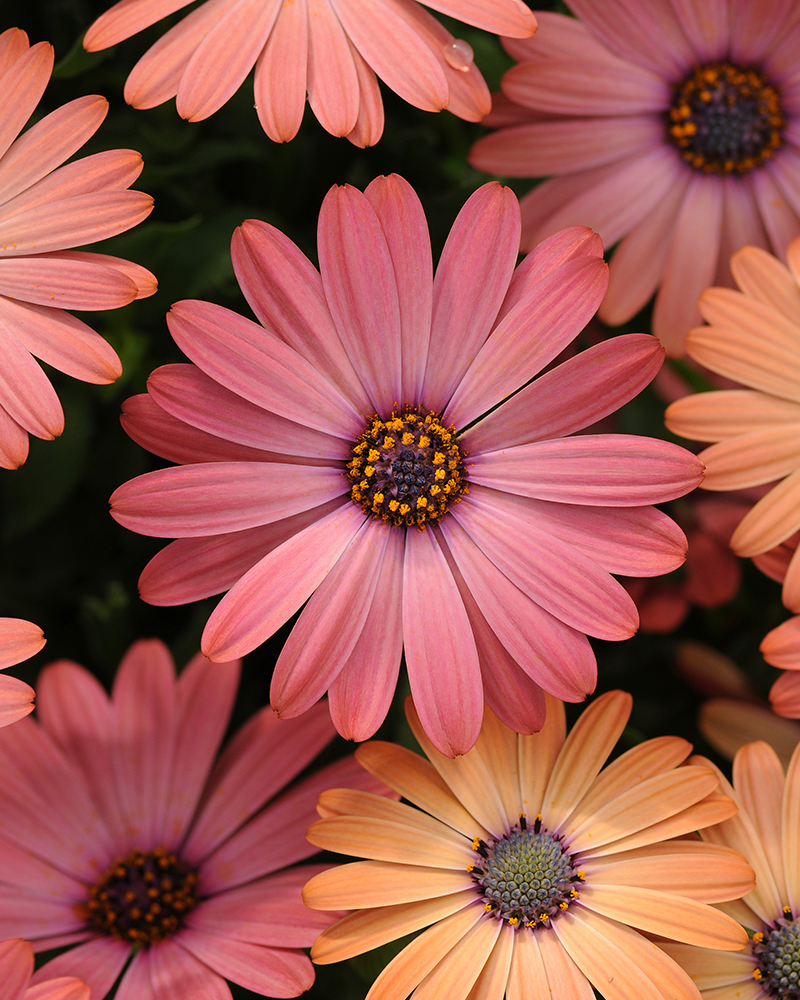 Osteospermum Serenity Rose Magic 4"