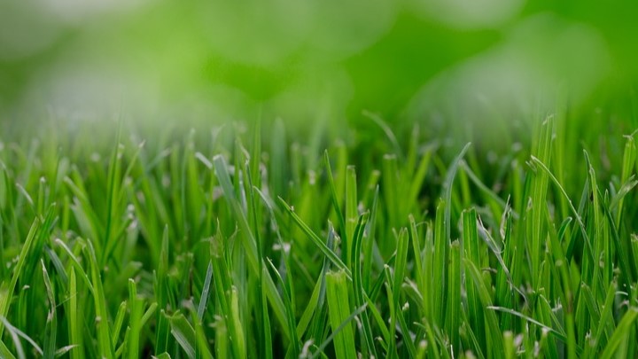 Fertilizers & Lawn Cures