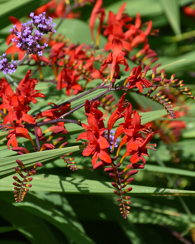 Lucifer Crocosmia #1<br><i>Crocosmia 'Lucifer'</br></i>