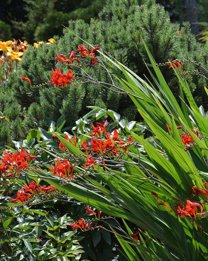 Lucifer Crocosmia #1<br><i>Crocosmia \'Lucifer\'</br></i>