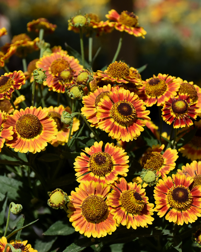 Mariachi Fuego Sneezeweed #1<br><i>Helenium autumnale 'Fuego'</br></i>