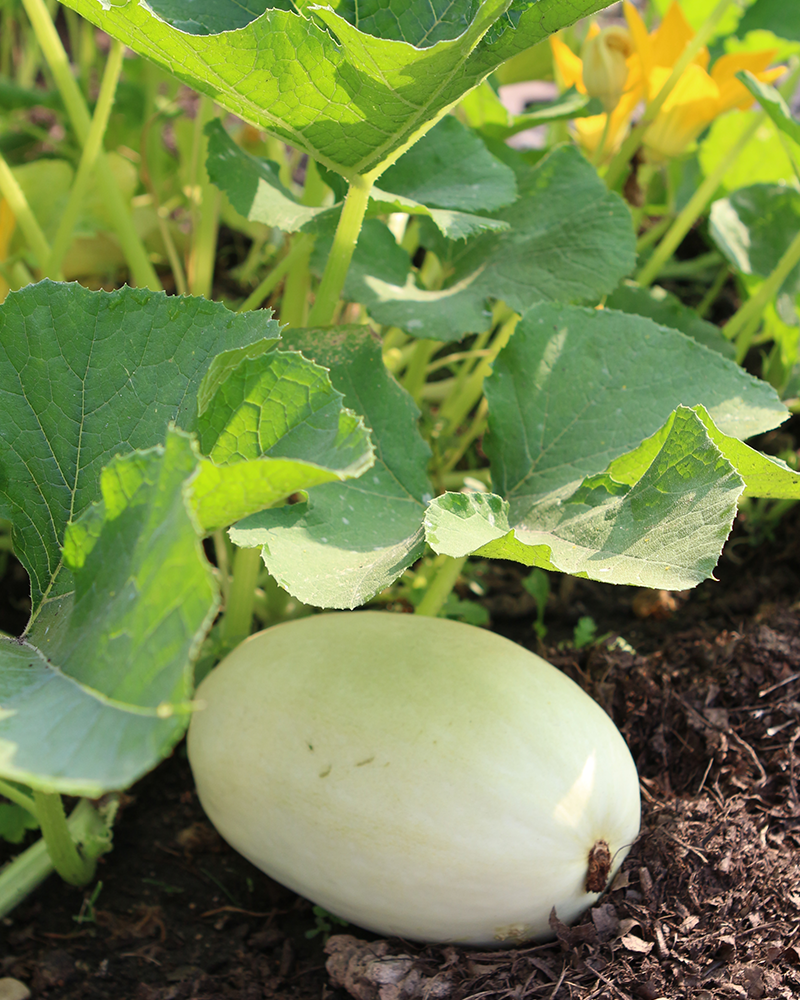 Squash Primavera 4"