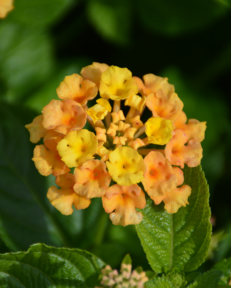 Lantana Bandolero Pineapple 4"