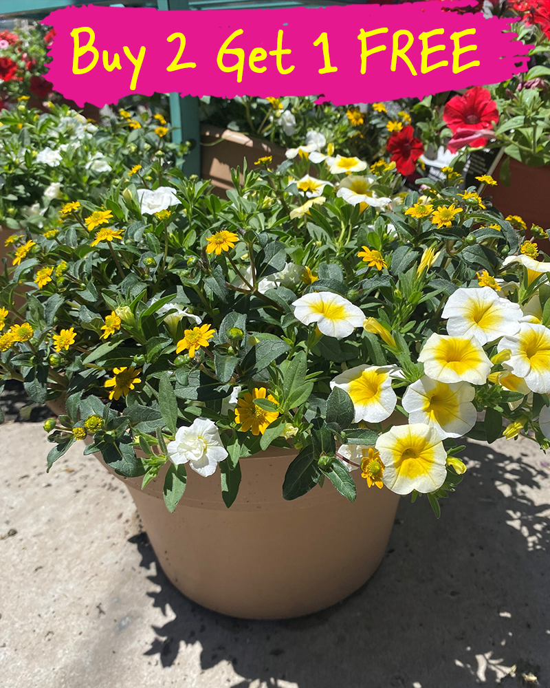 Trixi Delight Up My Life Patio Pot 10"