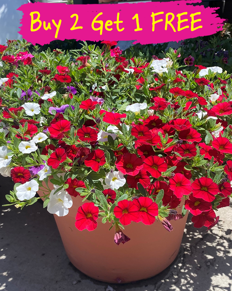 MixMasters Spirits United Patio Pot 10"